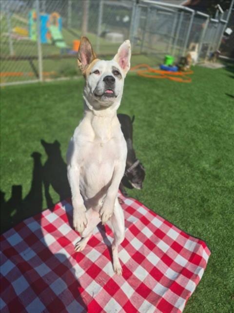 Photo of Ginger, adoptable Akita in Chapel Hill, North Carolina