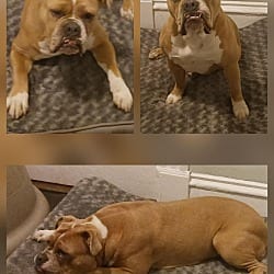 Photo of Stella & Peanut, adoptable Olde English Bulldogge in Chicopee, Massachusetts
