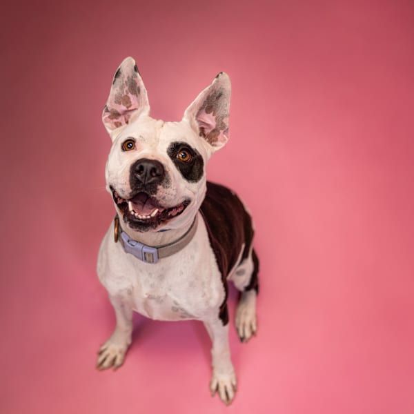 Photo of Booberry, adoptable Pit Bull cross in Lawrenceville, Georgia