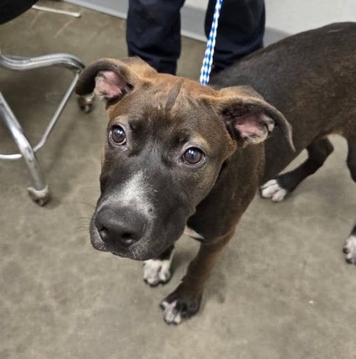 Photo of Biggie, adoptable Pit Bull Terrier in Los Angeles, California