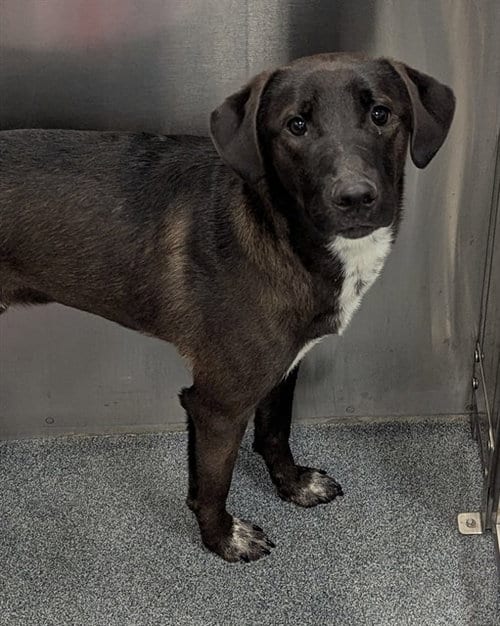 Photo of Jonathan, adoptable Labrador Retriever in Dallas, Texas