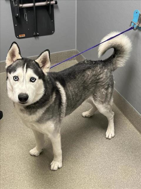 Photo of Mr. Bigglesworth, adoptable Siberian Husky in Las Vegas, Nevada
