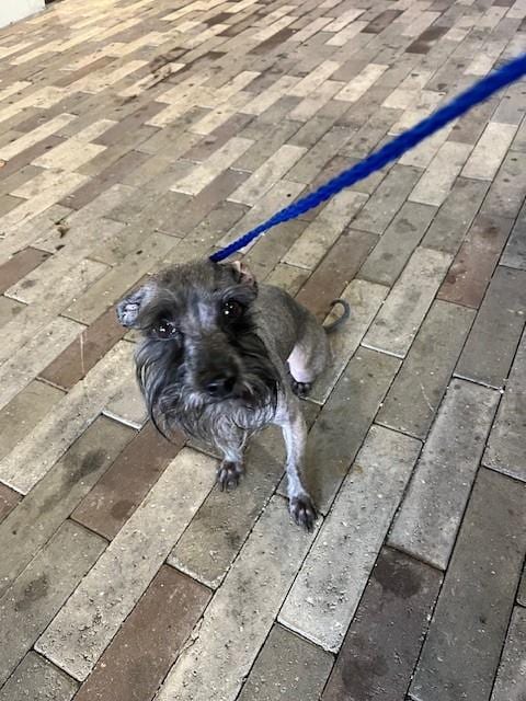 Photo of Grace, adoptable Miniature Schnauzer in Miami, Florida