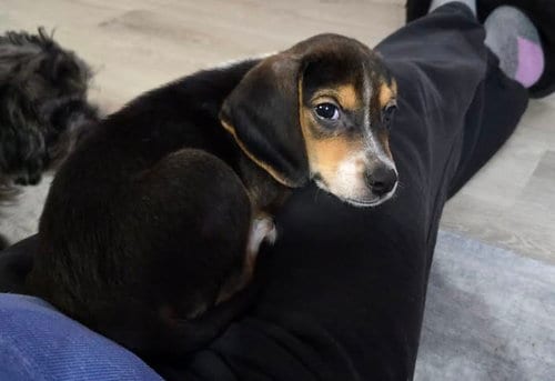 Photo of Bandit, adoptable Beagle in Tenafly, New Jersey