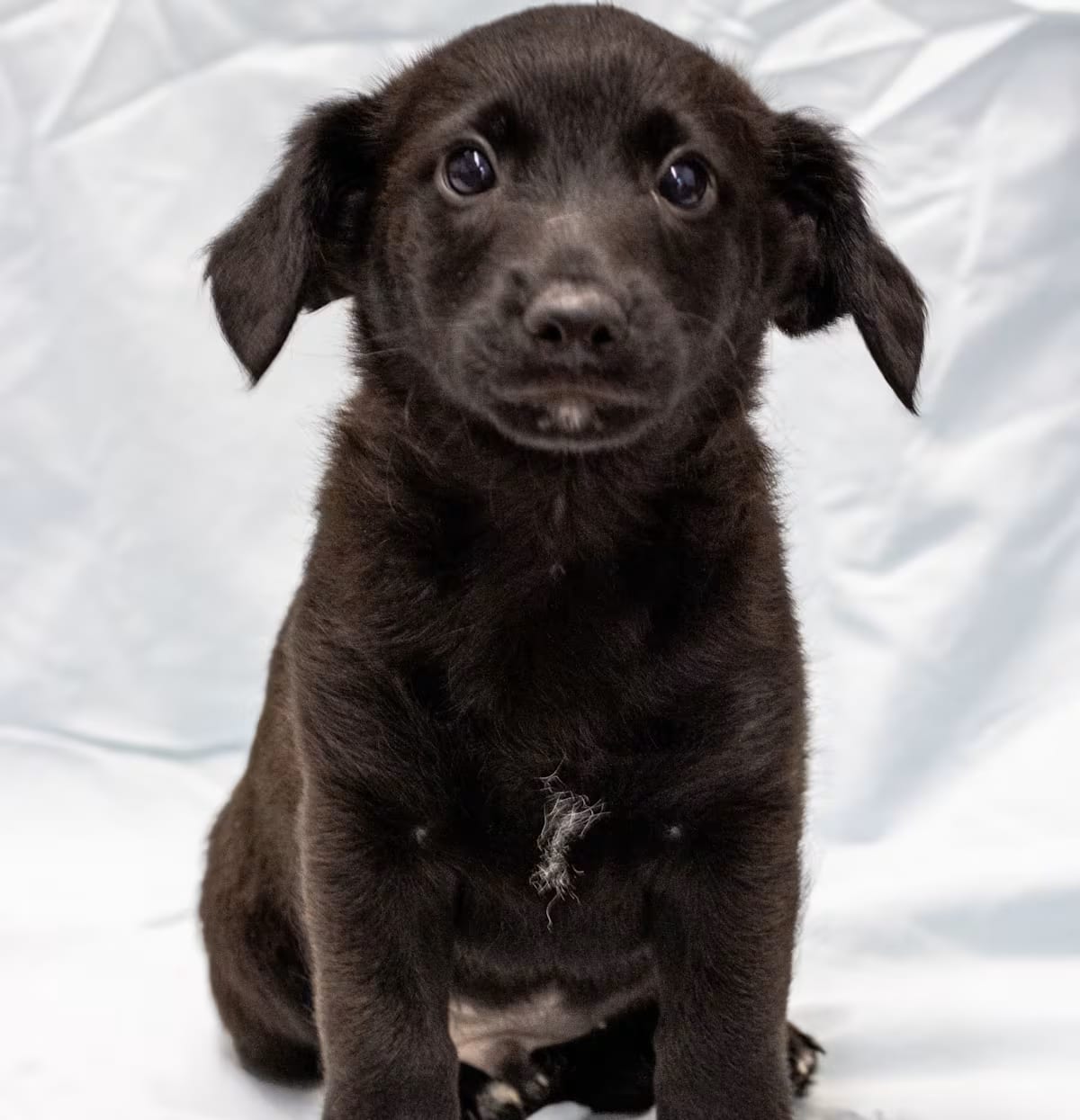 Photo of Gourd, adoptable Corgi/Poodle (Miniature) in Pottstown, Pennsylvania