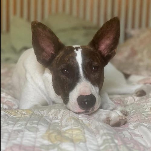 Photo of Cedar, adoptable Australian Cattle Dog/Blue Heeler in Hayward, California