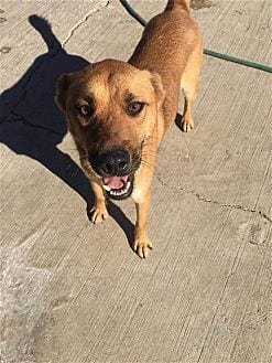Photo of Bianca, adoptable Boxer in Dana Point, California
