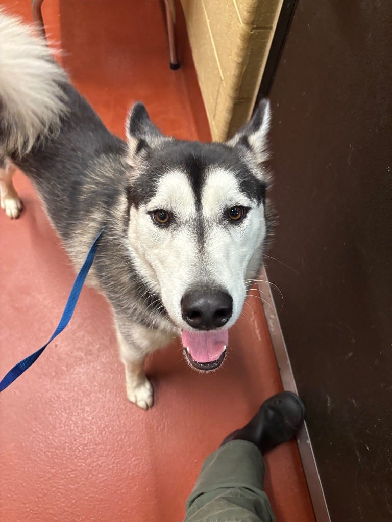 Photo of Havoc, adoptable Siberian Husky in Douglasville, Georgia