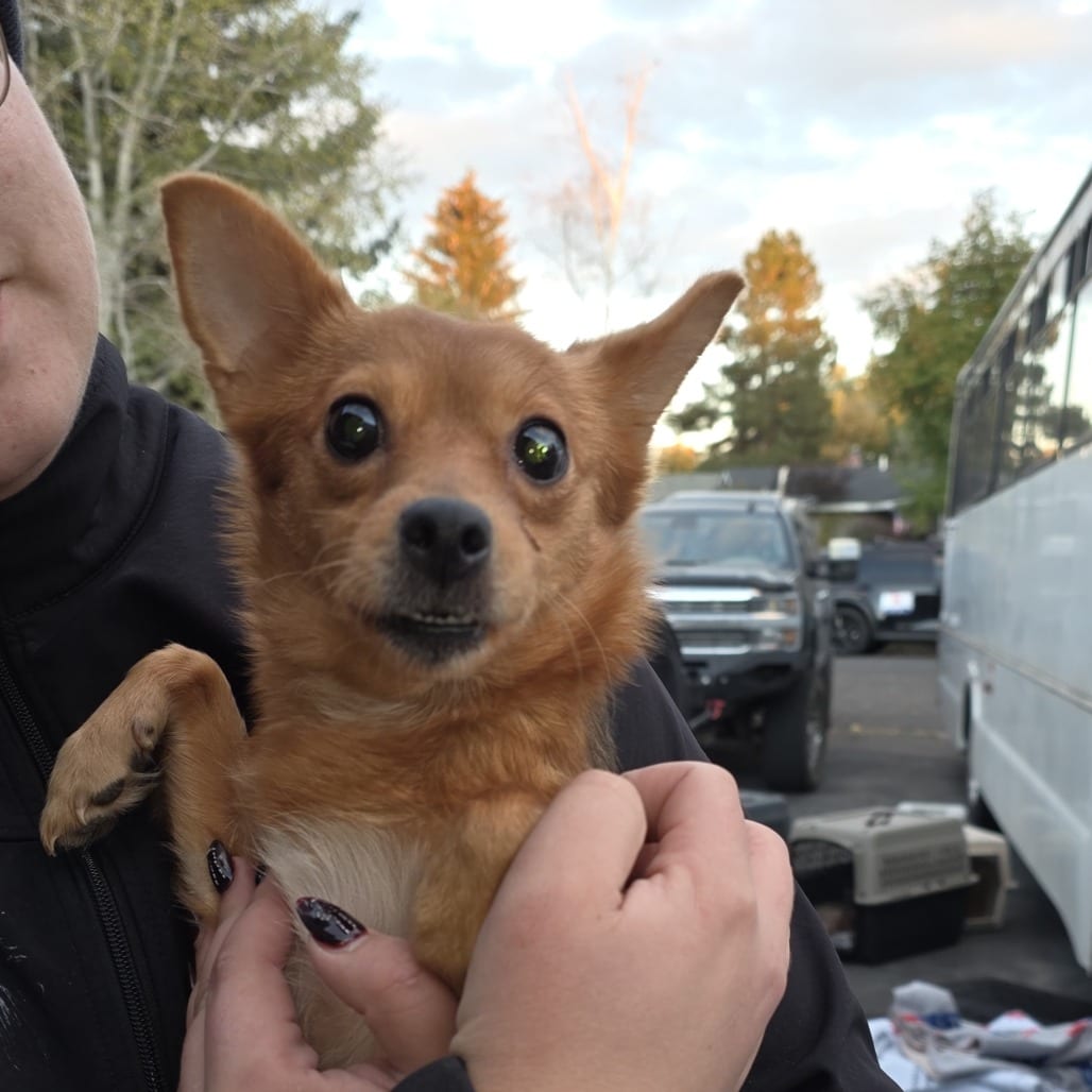 Photo of Nebula, adoptable Mixed Breed (Small) in Bend, Oregon