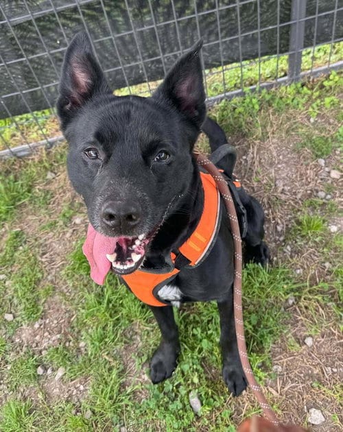 Photo of Ronnie, adoptable Terrier in Abbeville, Louisiana
