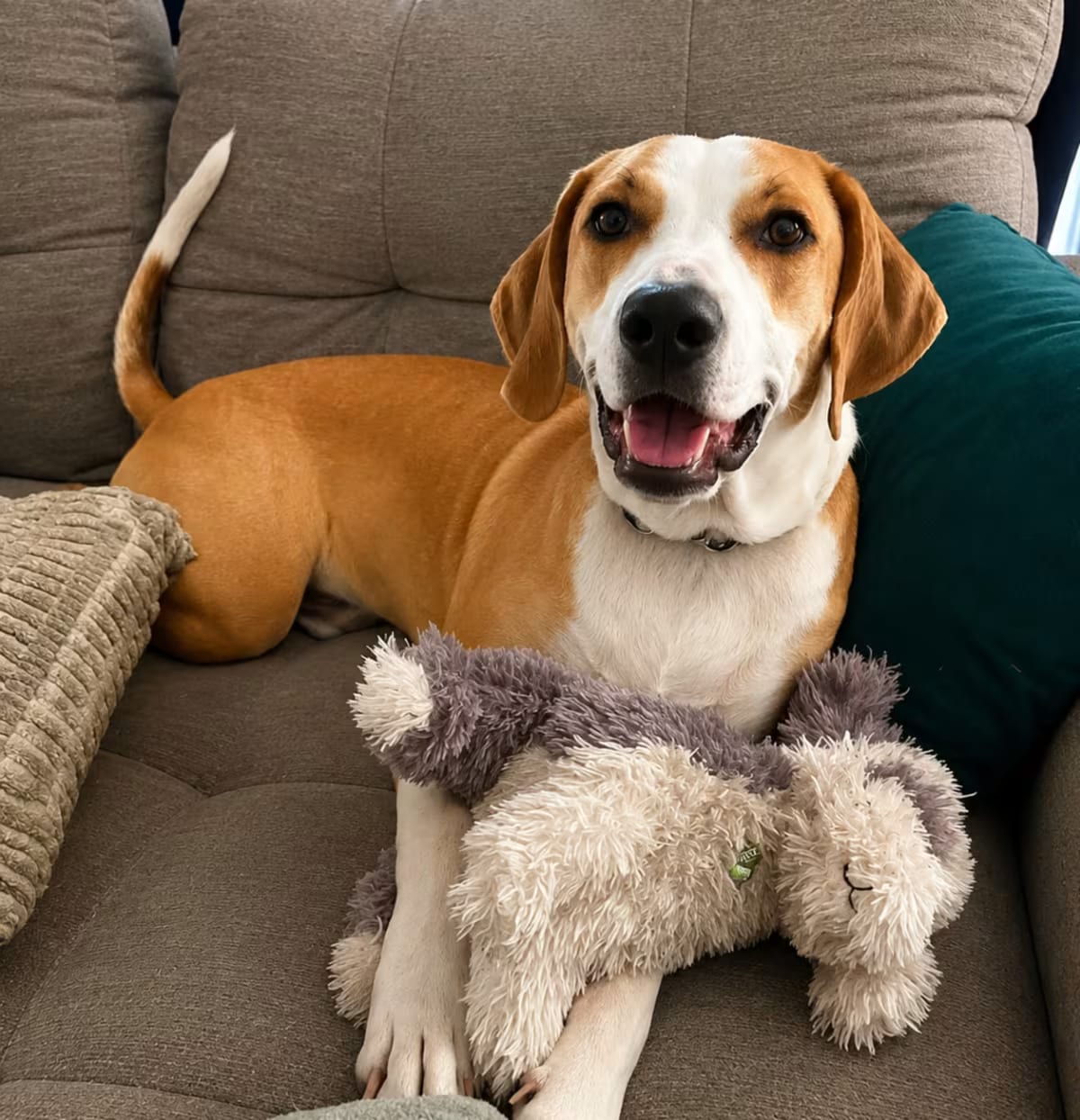 Photo of McNugget, adoptable Hound (Unknown Type)/Pointer in Lutz, Florida