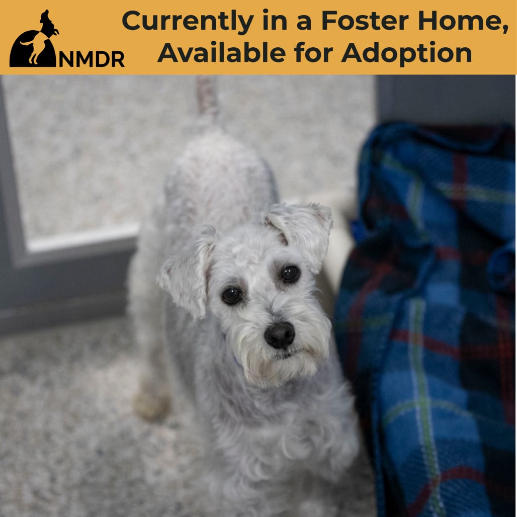 Photo of Nemo (AG26-118), adoptable Schnauzer, Miniature / Poodle, Miniature in Colorado Springs, Colorado