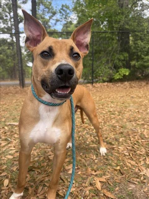 Photo of Billy, adoptable Pit Bull Terrier in Mobile, Alabama