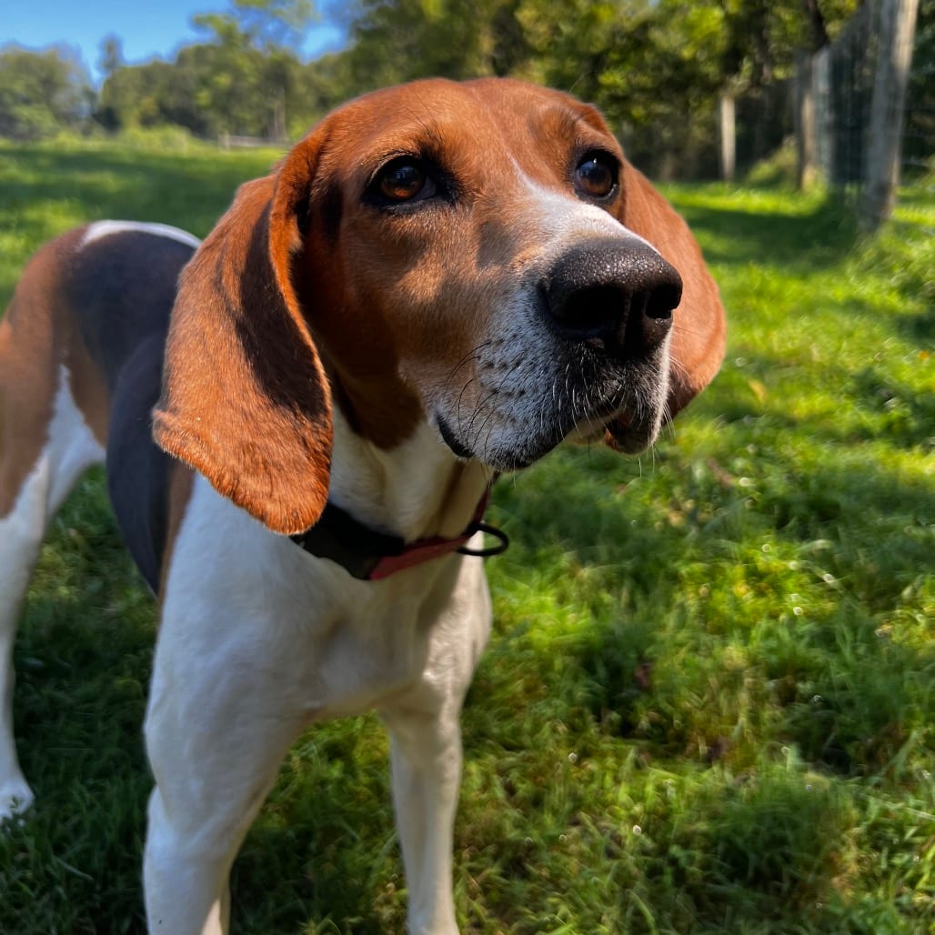 Photo of Rosemarie, adoptable Hound in Fairfax Station, Virginia