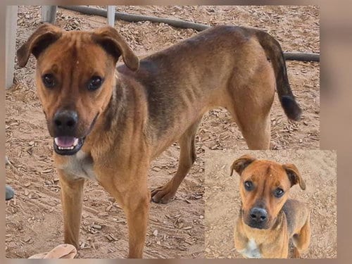 Photo of Casey, adoptable American Pit Bull Terrier in Albuquerque, New Mexico