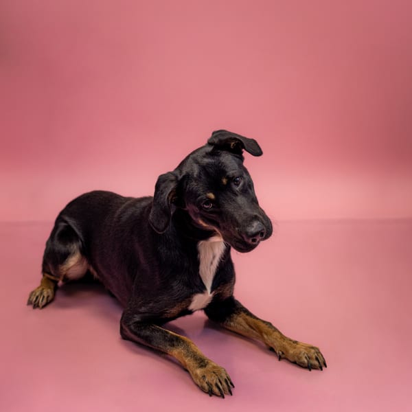 Photo of Omer, adoptable Labrador cross in Lawrenceville, Georgia