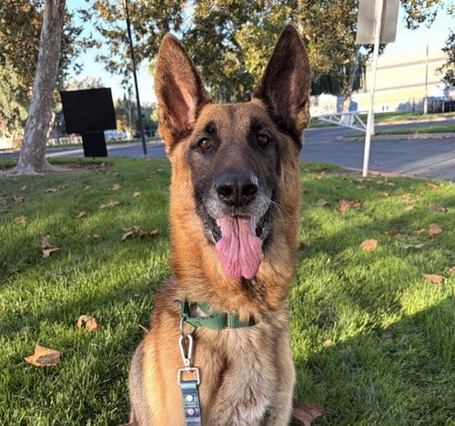 Photo of Igor, adoptable German Shepherd Dog in Martinez, California