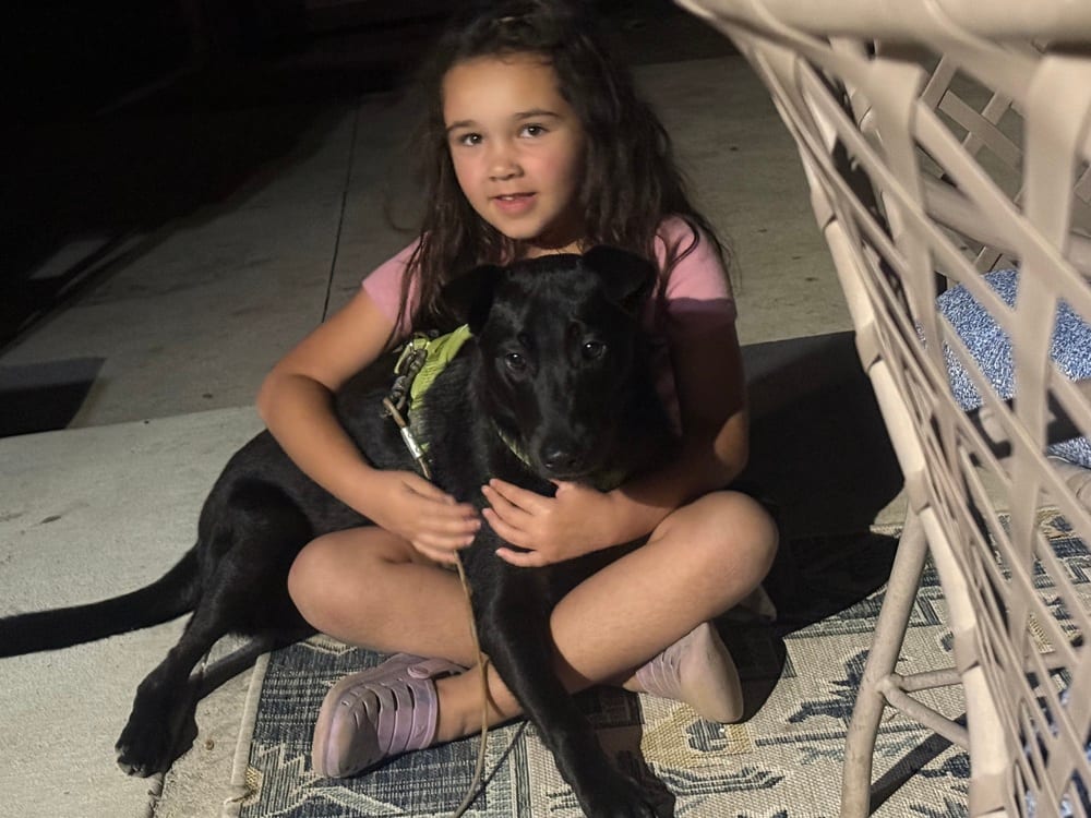 Photo of Asher, adoptable Border Collie in Dana Point, California