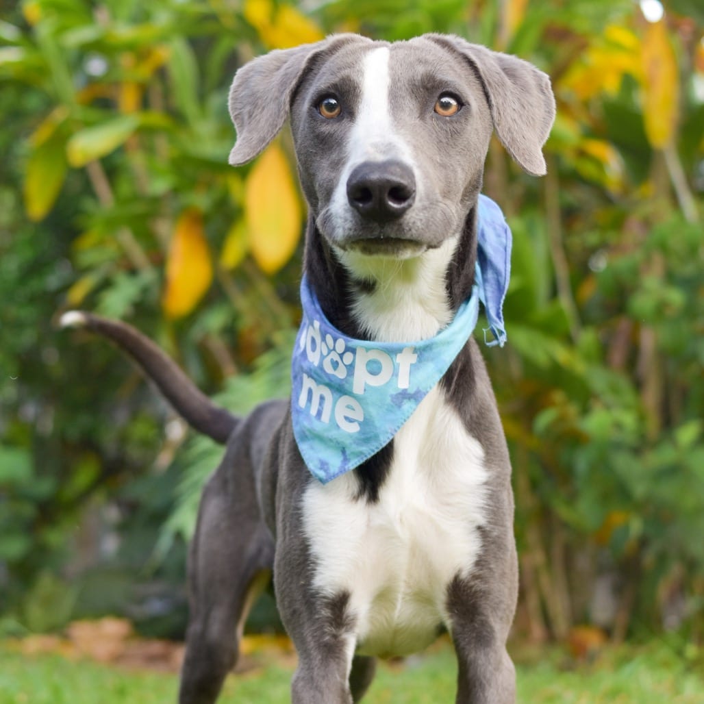 Photo of Mackerel, adoptable Mixed Breed (Medium)
