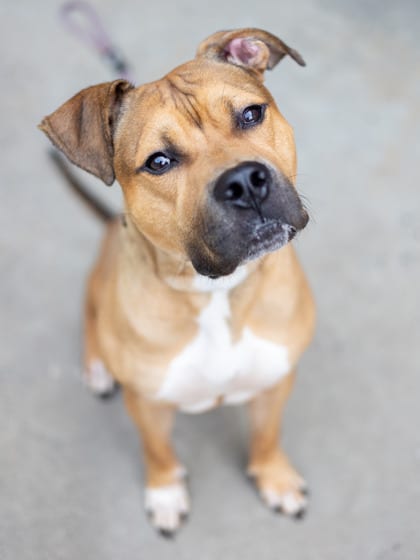 Photo of Marcellus, adoptable dog in Chamblee, Georgia