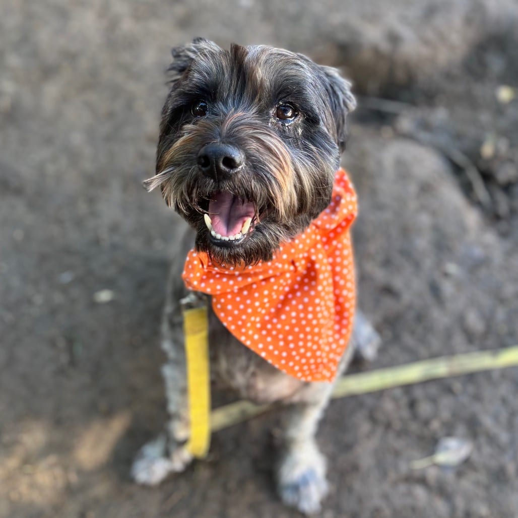 Photo of Baxter, adoptable Schnauzer, Miniature in Ohio, Ohio