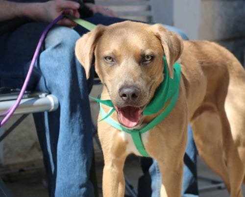 Photo of Seymour, adoptable Labrador Retriever in Pflugerville, Texas