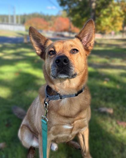 Photo of Thomas, adoptable dog in Auburn, Washington