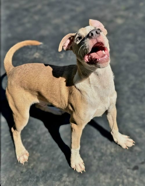 Photo of Jr., adoptable American Pit Bull Terrier in Jackson, Mississippi