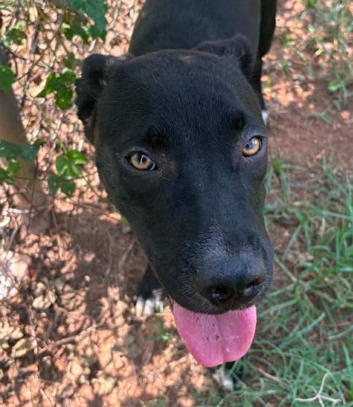 Photo of Melly, adoptable Labrador Retriever in Canton, Connecticut