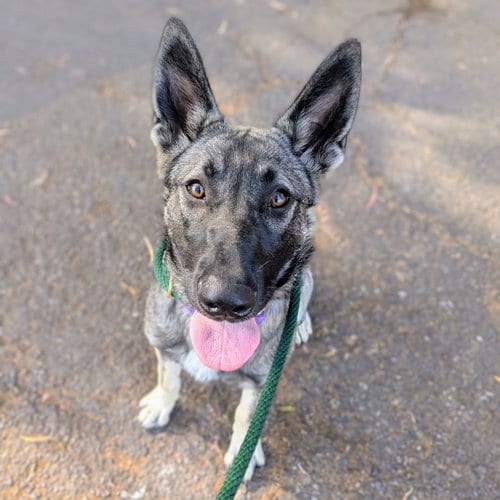 Photo of Isis, adoptable German Shepherd Dog in Oakland, California