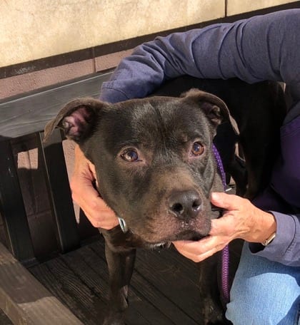 Photo of Chocky, adoptable dog in Chamblee, Georgia