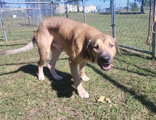 Photo of Clay, adoptable Black Mouth Cur in Panama City, Florida