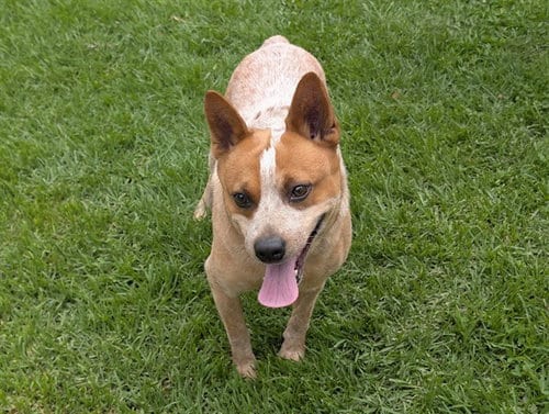 Photo of Jib, adoptable Australian Cattle Dog/Blue Heeler in San Clemente, California