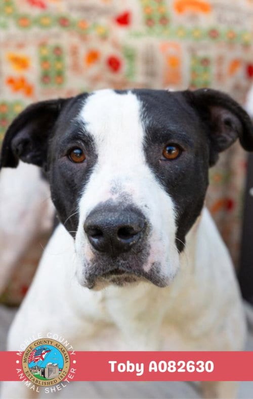 Photo of Toby, adoptable American Bulldog in Mobile, Alabama