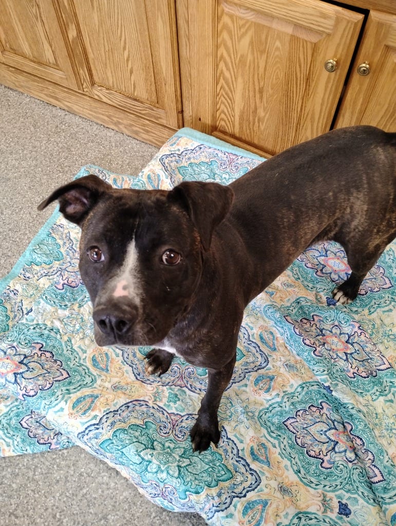 Photo of Lilo, adoptable Pit Bull Terrier in Findlay, Ohio