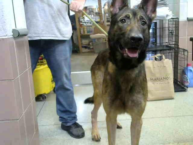 Photo of Magnam, adoptable German Shepherd Dog in Chicago Ridge, Illinois