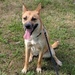Photo of Nicki, adoptable Mixed Breed (Medium) in Syracuse, New York