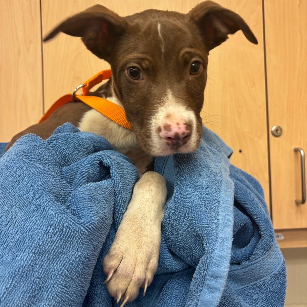 Photo of Carlos, adoptable dog