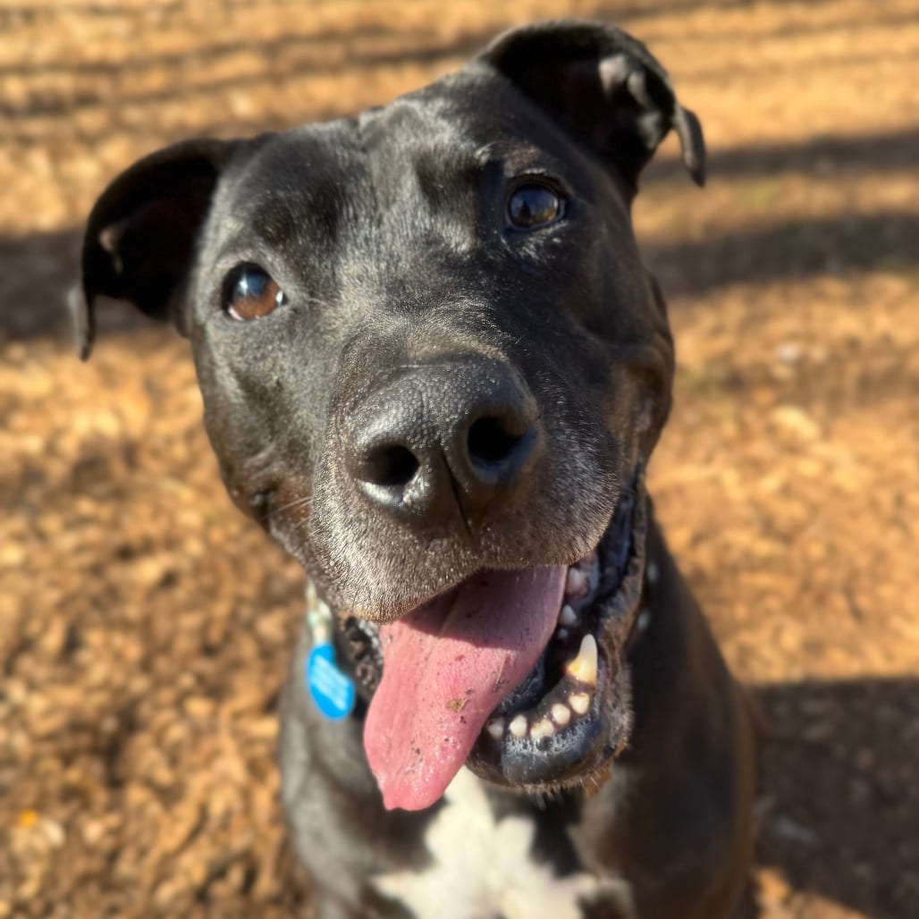 Photo of Spirit Fingers (I have a Secret Crush!), adoptable Mixed Breed (Medium) in Decatur, Georgia