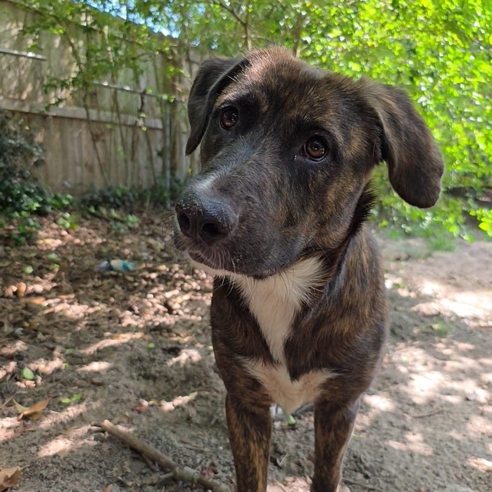 Photo of Millipede, adoptable Hound / Mixed Breed (Medium) in Jersey City, New Jersey