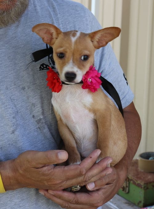 Photo of Pebbles, adoptable Basenji in Bandera, Texas