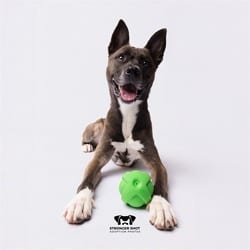 Photo of Asher, adoptable Akita in Land O'Lakes, Florida