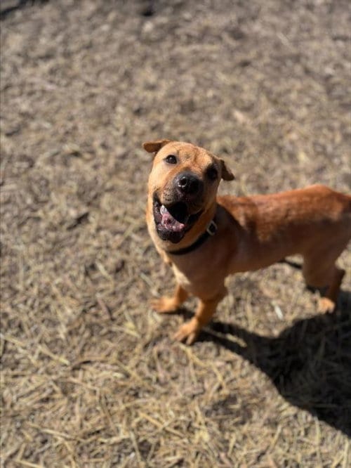 Photo of Sony, adoptable Chinese Shar-Pei in Saginaw, Michigan