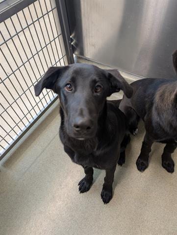Photo of Latte, adoptable Labrador Retriever in San Martin, California