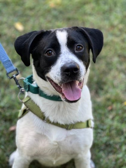 Photo of Enoch, adoptable Hound/Mix in Annapolis, Maryland