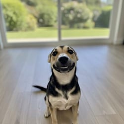 Photo of Penny, adoptable German Shepherd Dog in East Hartford, Connecticut