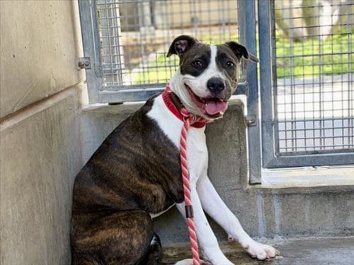 Photo of Indy, adoptable Pit Bull Terrier in San Pedro, California