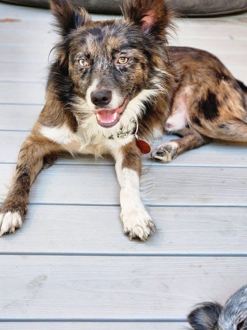 Photo of Dash, adoptable Australian Shepherd in Paso Robles, California