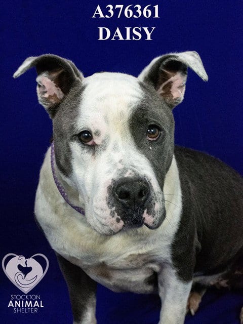 Photo of Daisy, adoptable Pit Bull Terrier in Stockton, California