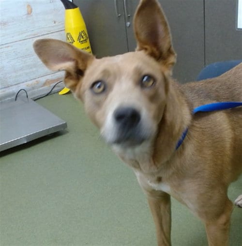 Photo of Mya, adoptable German Shepherd Dog in San Bernardino, California